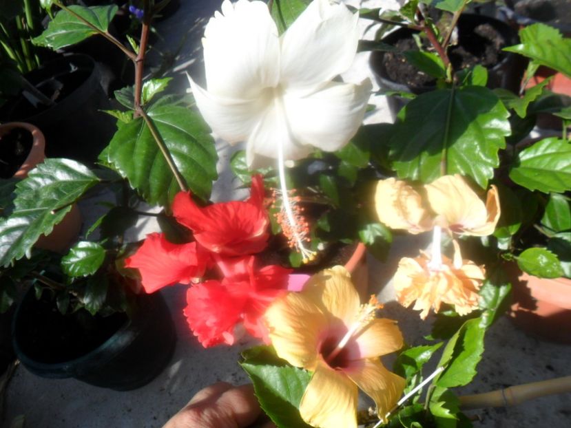  - hibiscusi 2018 2