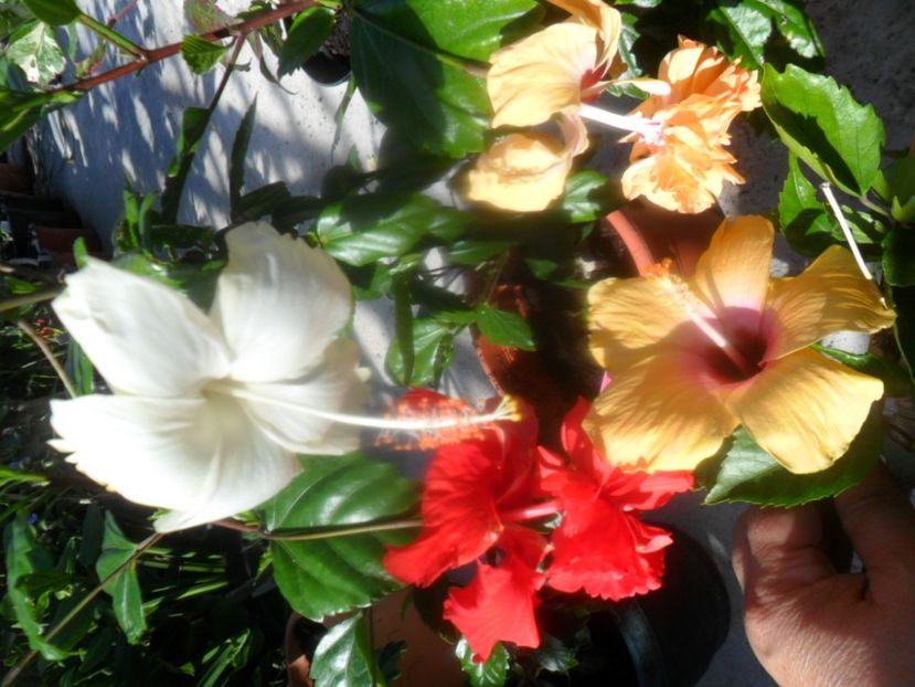  - hibiscusi 2018 2