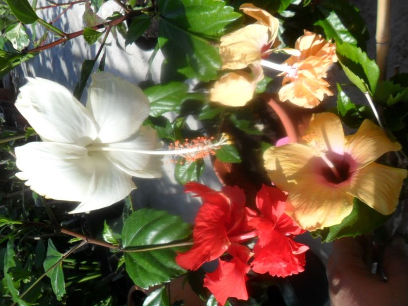  - hibiscusi 2018 2