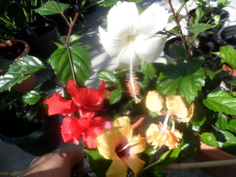  - hibiscusi 2018 2