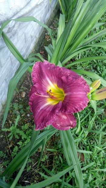 earth music - 2018 Hemerocallisi