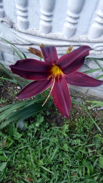 black emanuelle - 2018 Hemerocallisi