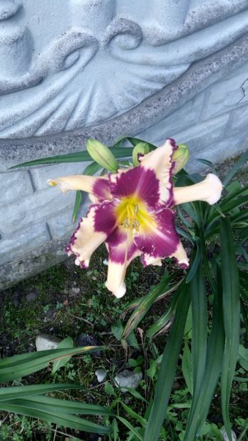 sabine baur - 2018 Hemerocallisi