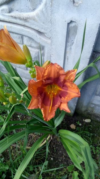 duke of durham - 2018 Hemerocallisi