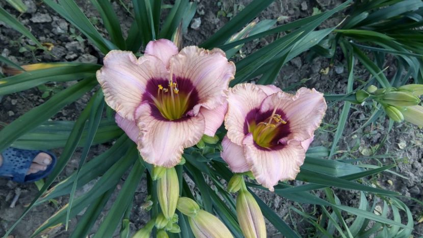 orchid candy - 2018 Hemerocallisi