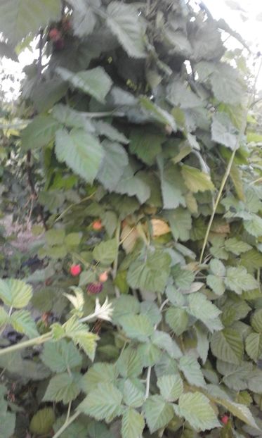  - 3 MUR TAYBERRY BUCKINGHAM