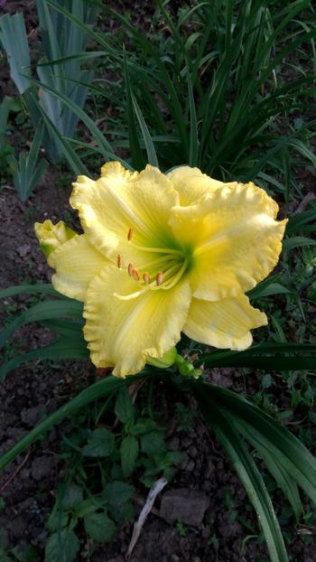  - 2018 Hemerocallisi