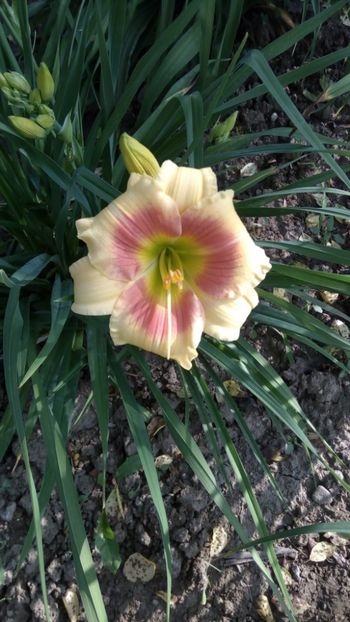 spits beauty - 2018 Hemerocallisi