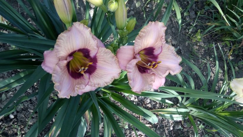 orchid candy - 2018 Hemerocallisi