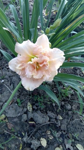 siloam stinnett s-delight - 2018 Hemerocallisi