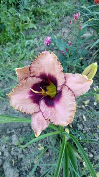 awesome blossom??? - 2018 Hemerocallisi