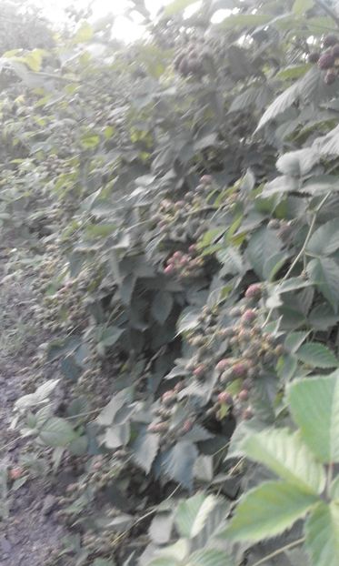  - 14 MUR CACANSKA BESTRNA