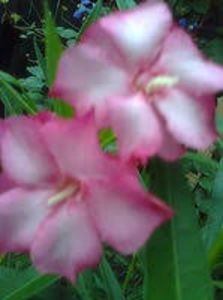 NECUNOSCUT - Alte flori