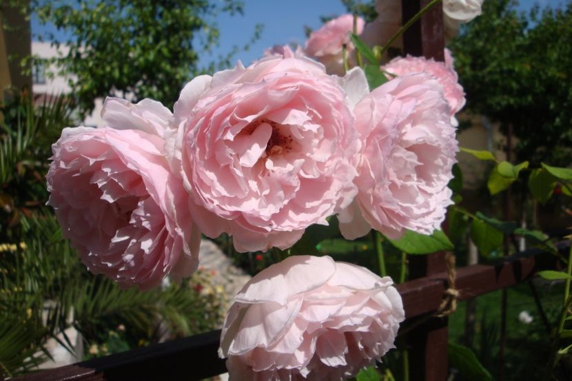  - The Wedgewood Rose