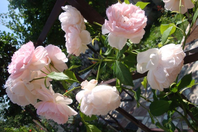  - The Wedgewood Rose