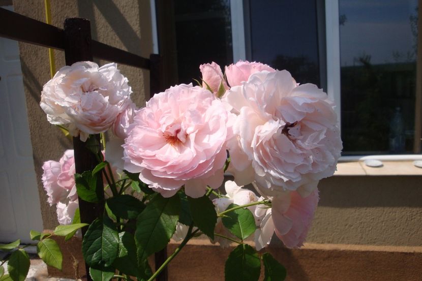  - The Wedgewood Rose