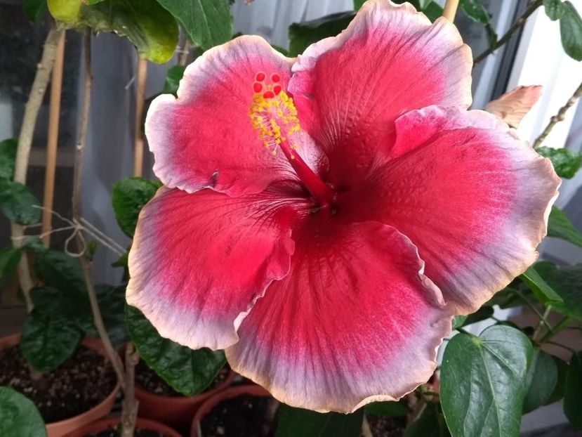  - Indian Divine Grace