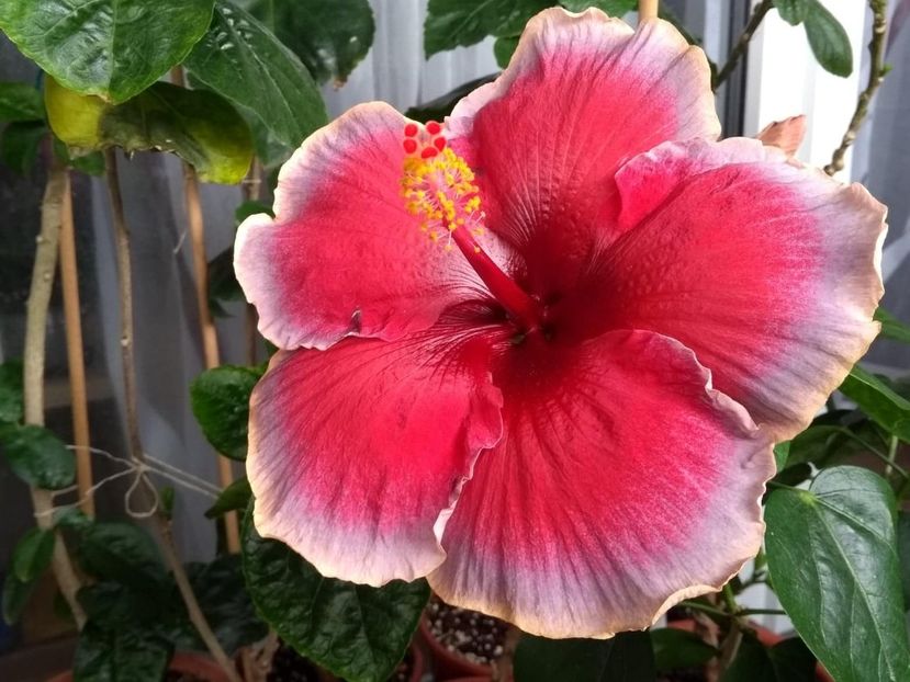 35882982_2014438695296235_6045798069830680576_n - Copy - Indian Divine Grace