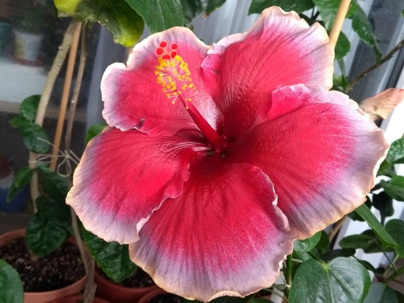 35686997_2014438835296221_3524438046994857984_n - Copy - Indian Divine Grace