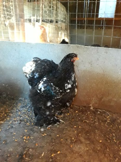  - Pui - tineret 2018