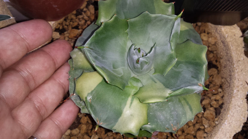 Agave isthmensis Ohi Raijin Fukurin 200 - Vanzari agave