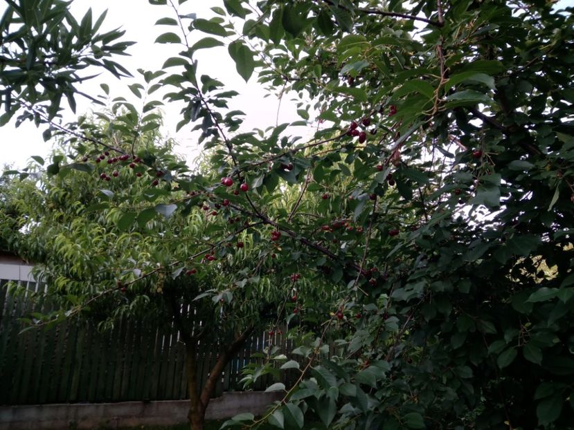  - 3Gradina de legume 2018