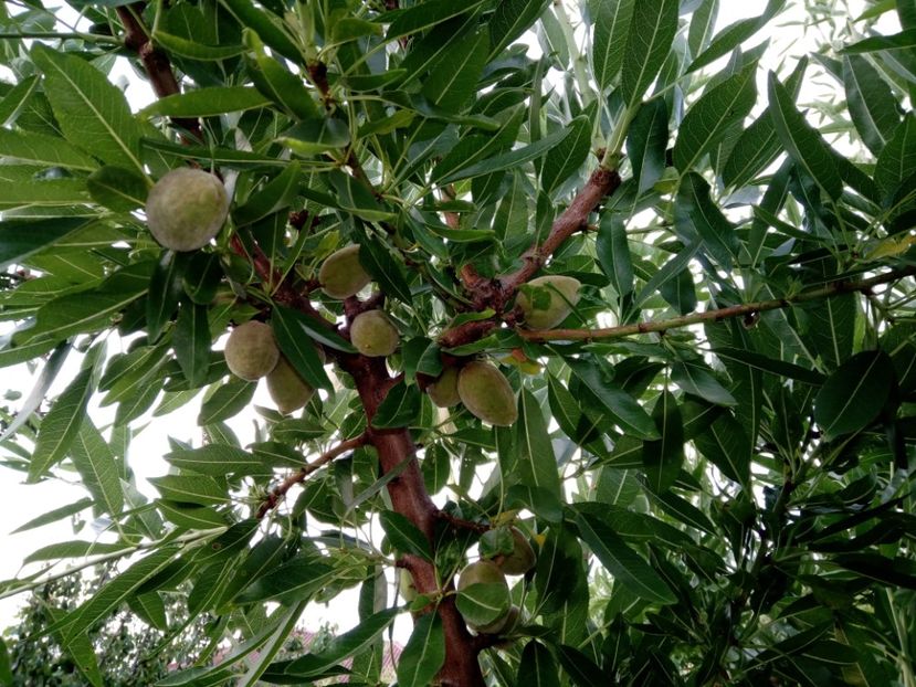  - 3Gradina de legume 2018