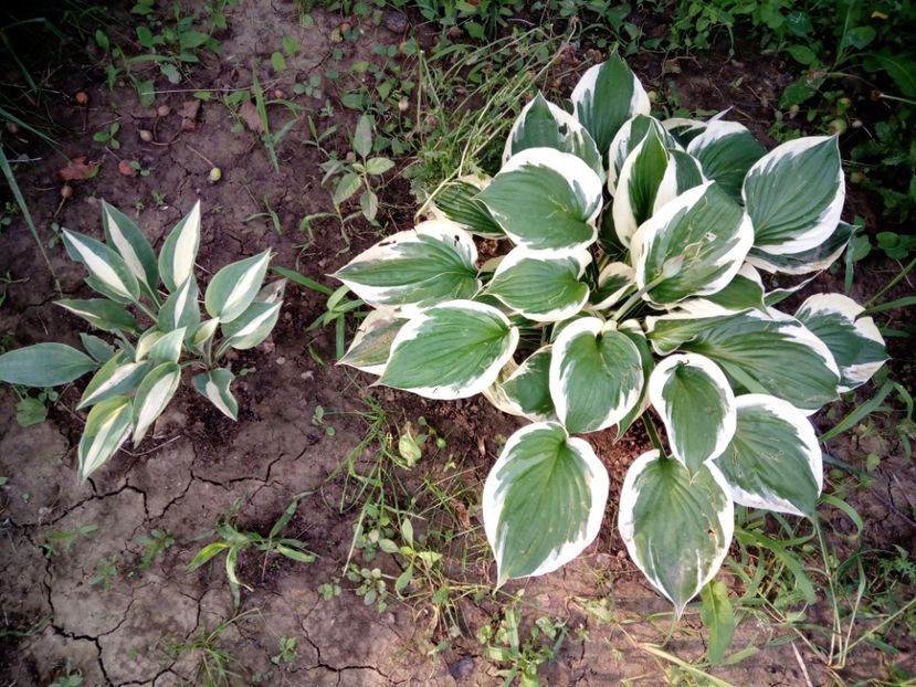 hosta sting si patriot - 3Vara 2018