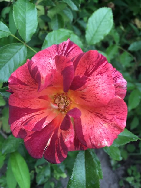 Summer lodge - Trandafiri 2018 ll