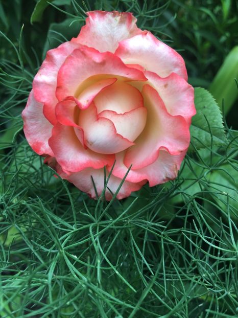 bulgaresc - Trandafiri 2018 ll