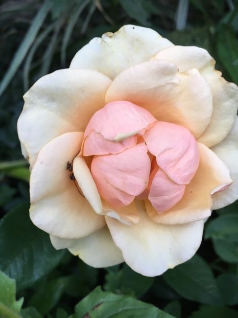 Olympic palace - Trandafiri 2018 ll