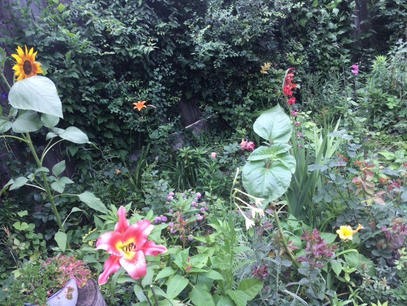 0EDCA772-3D41-4BCD-A9D4-60FAD9CB89C7 - Flori de vara 2018