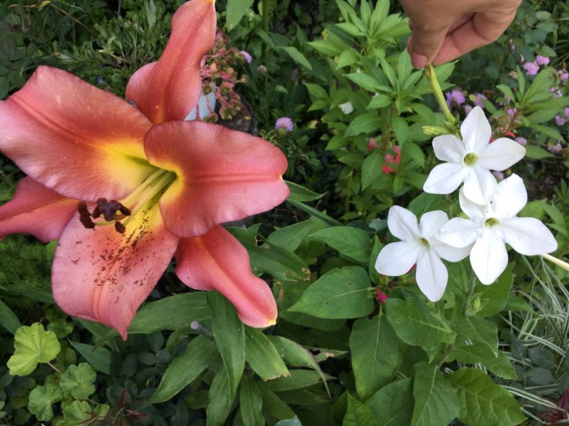 regina noptii - Flori de vara 2018