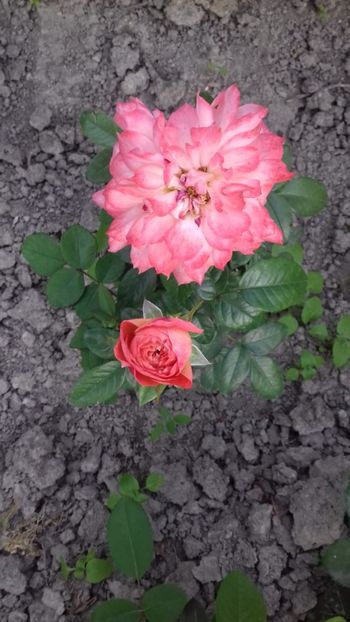 IMG-20180621-WA0044 - Queen of Hearts