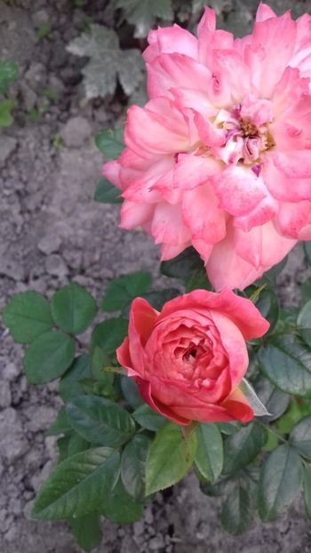 IMG-20180621-WA0047 - Queen of Hearts