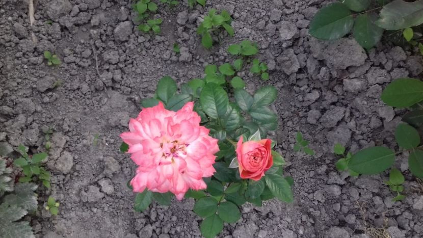 IMG-20180621-WA0041 - Queen of Hearts