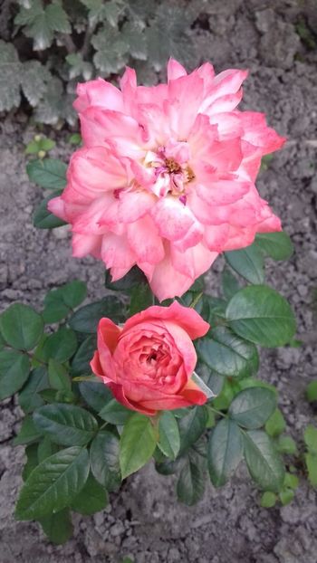 IMG-20180621-WA0046 - Queen of Hearts