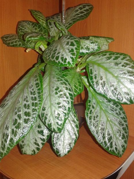 - EPISCIA