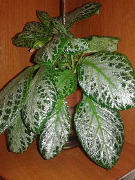  - EPISCIA