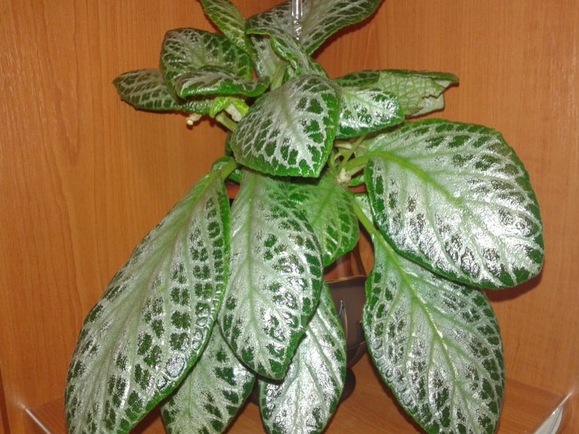  - EPISCIA