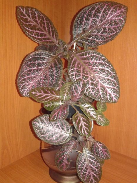 - EPISCIA