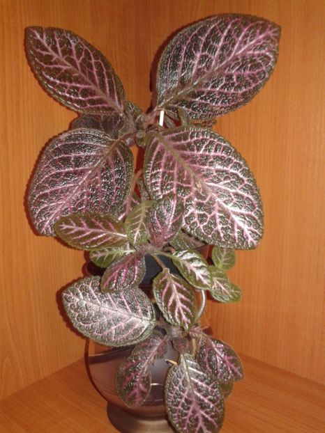 - EPISCIA