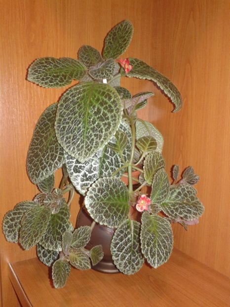  - EPISCIA