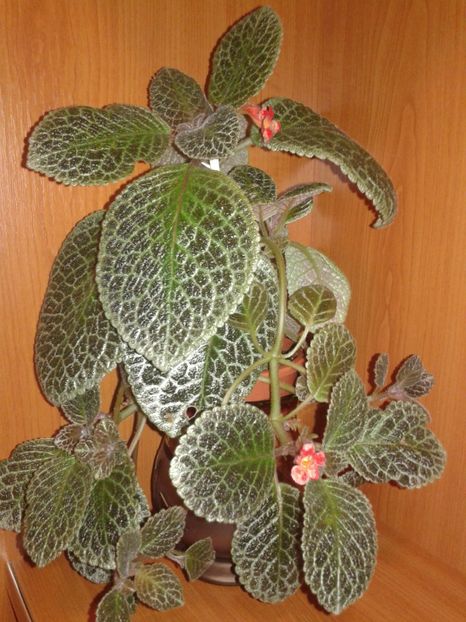  - EPISCIA