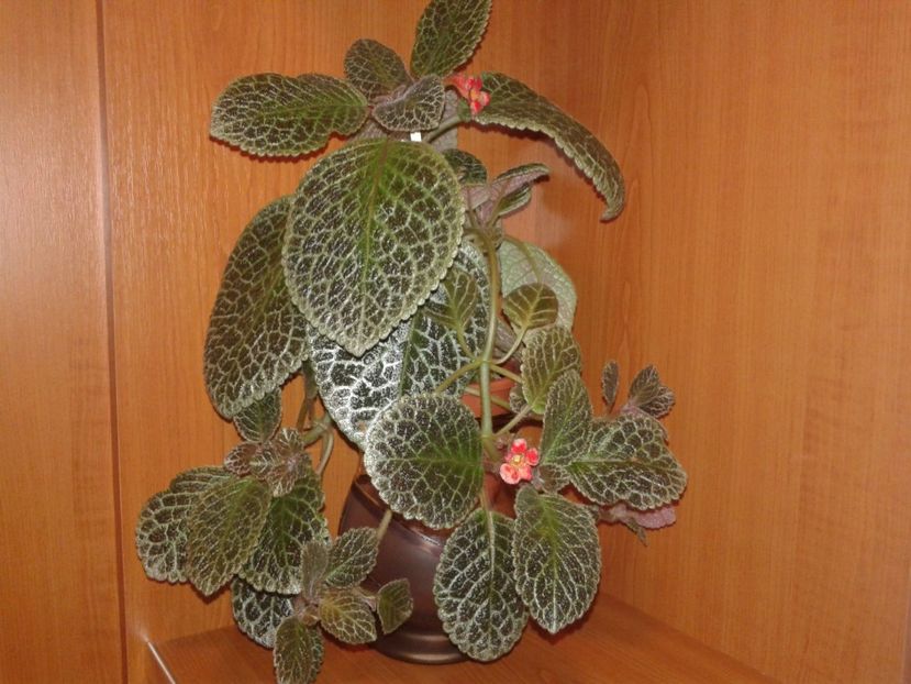  - EPISCIA