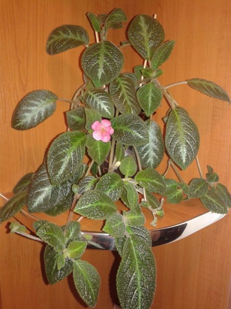  - EPISCIA