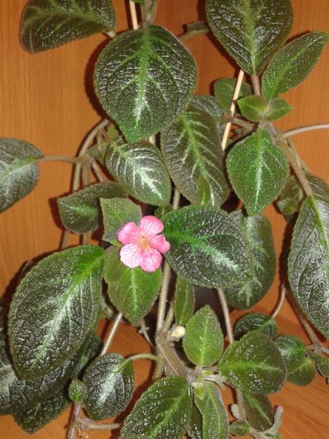  - EPISCIA