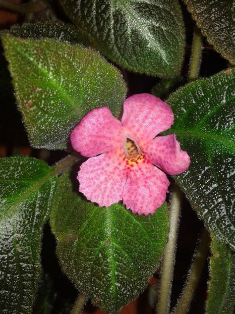  - EPISCIA