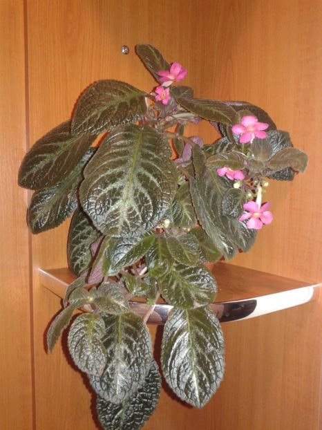  - EPISCIA