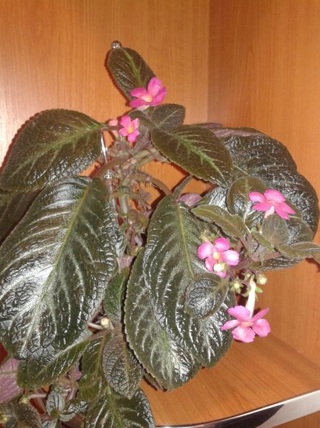  - EPISCIA